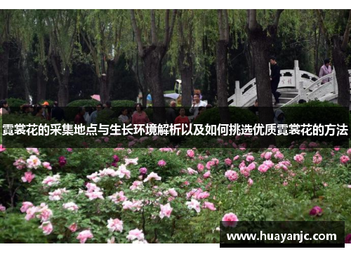 霓裳花的采集地点与生长环境解析以及如何挑选优质霓裳花的方法